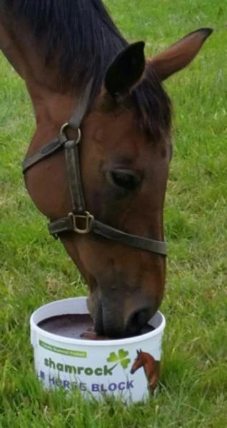 Shamrock Horse Lick 13kg