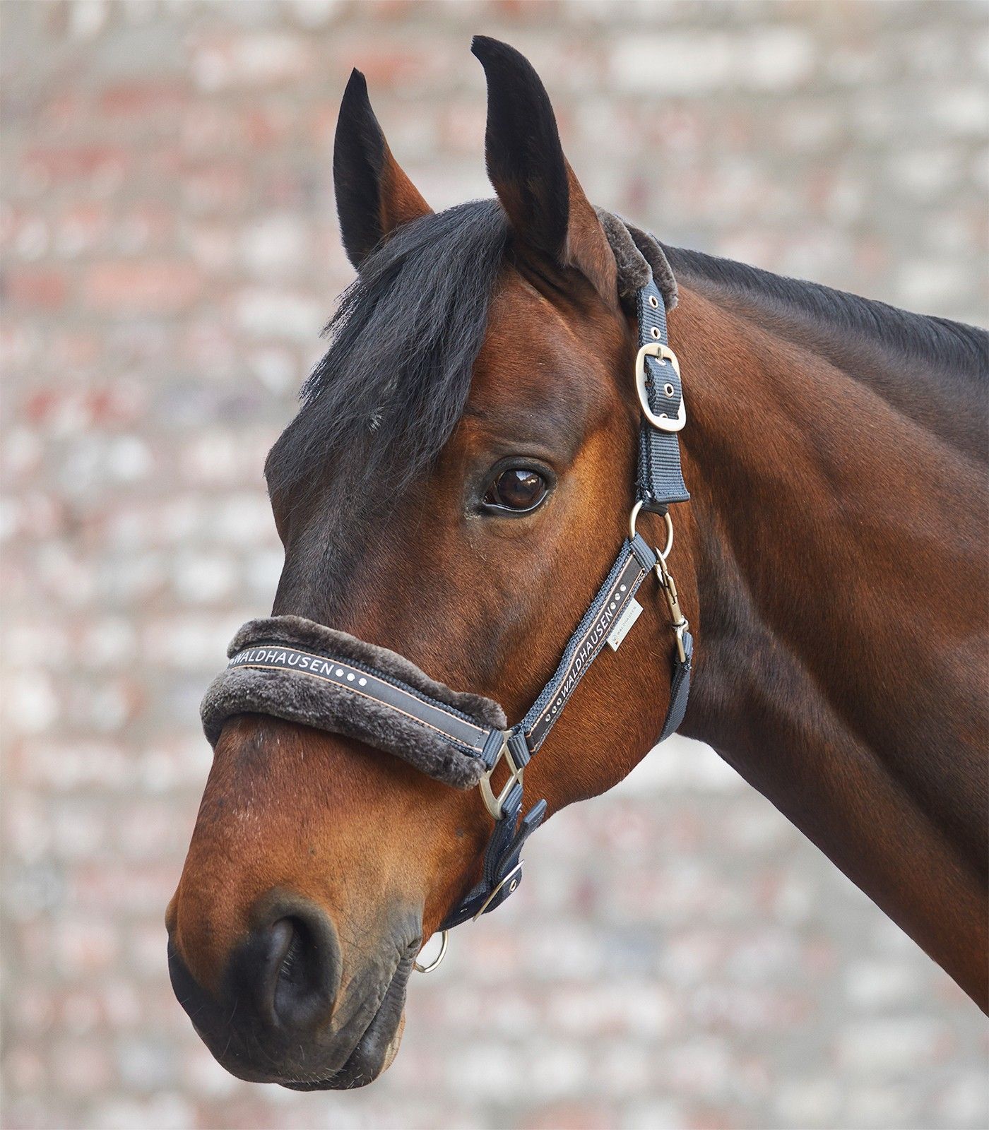 Waldhausen Elegant Headcollar - Asphalt