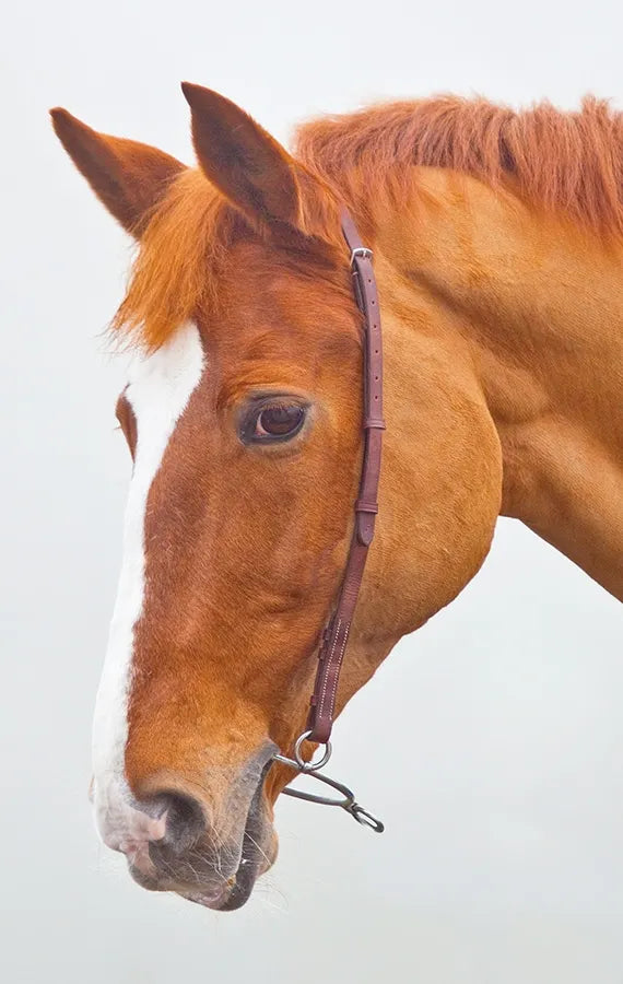 Shires Chifney Headstrap 596S