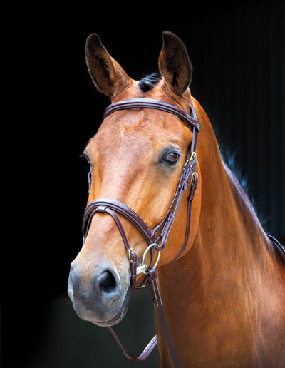 Shires Salusbury Bodenham Bridle 293