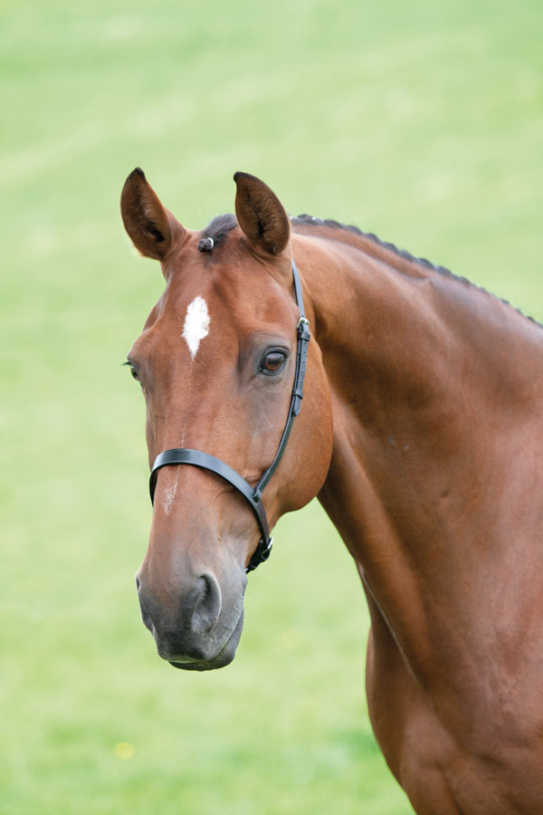 BLENHEIM CAVESSON NOSEBAND 