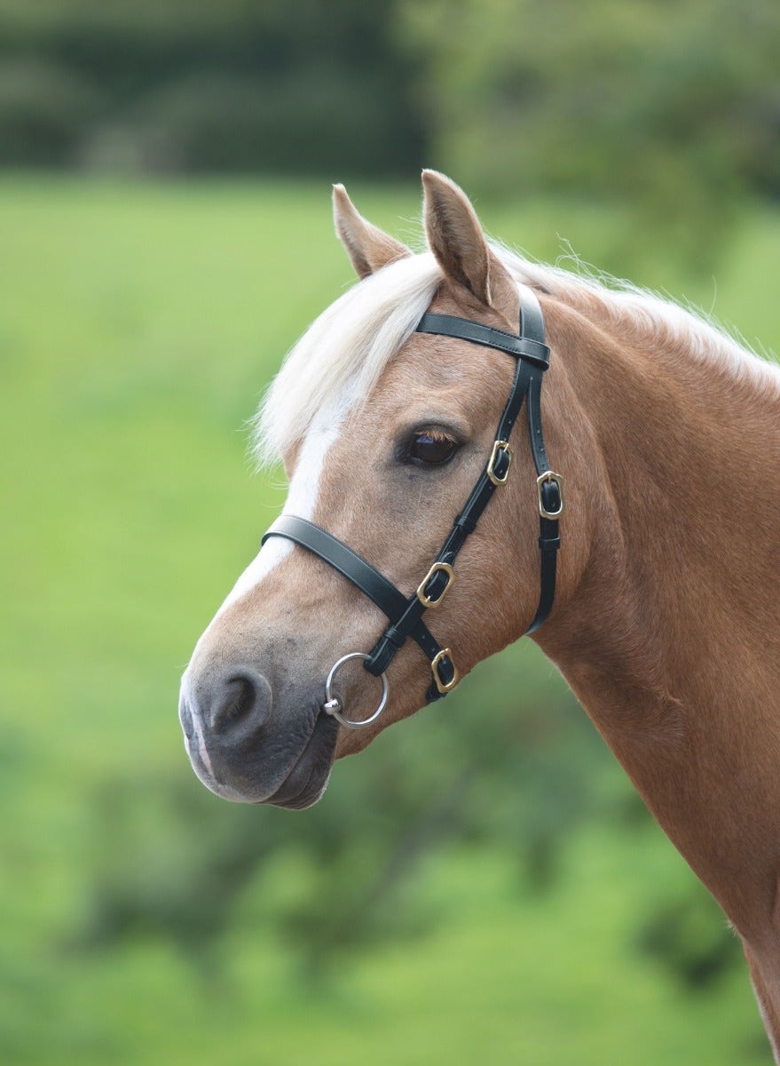 Shires GARA Plain In Hand Bridle 4135