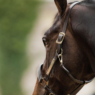 AMIGO PADDED LEATHER HEADCOLLAR