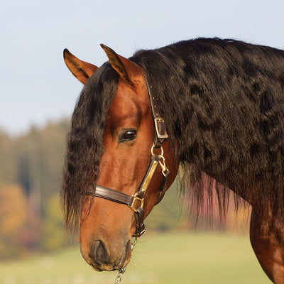 AMIGO PADDED LEATHER HEADCOLLAR