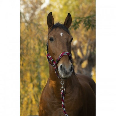 Equitheme Braided Headcollars Assorted Colours.